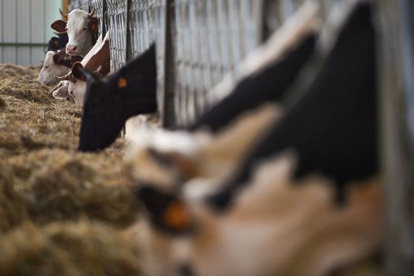 Un élevage de Haute-Savoie fait l'objet d'une suspicion de cas de brucellose.