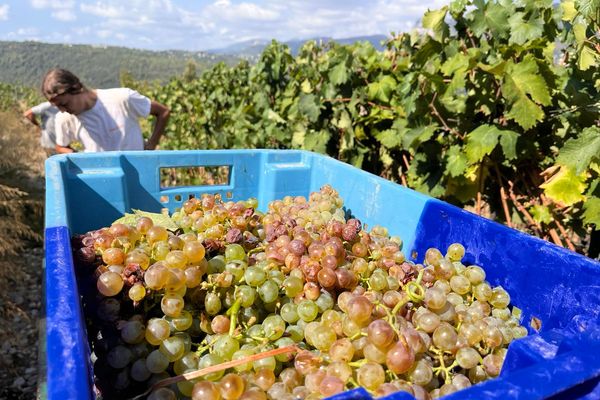 De belles grappes sur les collines de Nice.