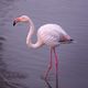 "Adopte un flamant ! " : Un  centre de recherche en Camargue invite le public à parrainer un flamant rose pour contribuer à protéger son habitat naturel.