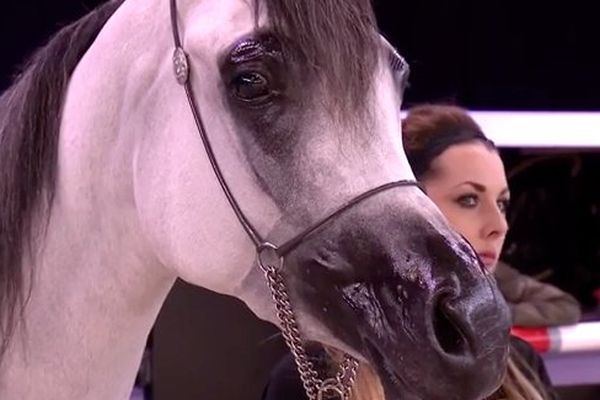 salon du cheval 2015 et son Championnat du monde du pur sang arabe