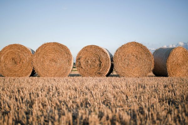 L'État va prélever un taux fixé à 4,2% à chaque agriculteur sur les aides dites de pilier 1.