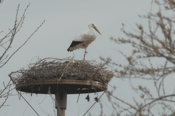 Nid de cigognes blanches dans l'estuaire de la Gironde