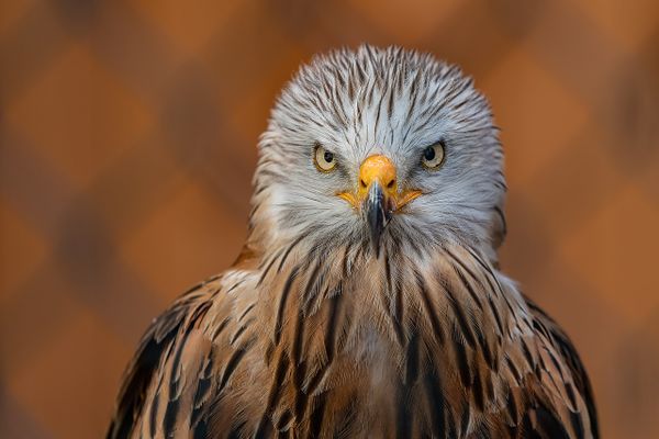 Mardi 20 août 2024, les bénévoles ont commencé le suivi de la migration des oiseaux à Pont de Roide (Doubs).