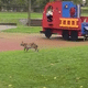 La vidéo du lynx a déjà été partagée plus de 600 fois sur Facebook.