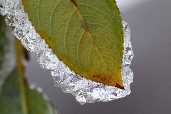 Point de vue image du monde : la glace le matin sur les feuilles encore accrochées aux arbres