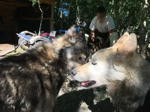 Christophe Badier, musher professionnel à Saint-Angeau (Charente).