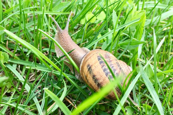 Le mois d'octobre signe la fin de la période de ramassage des escargots.