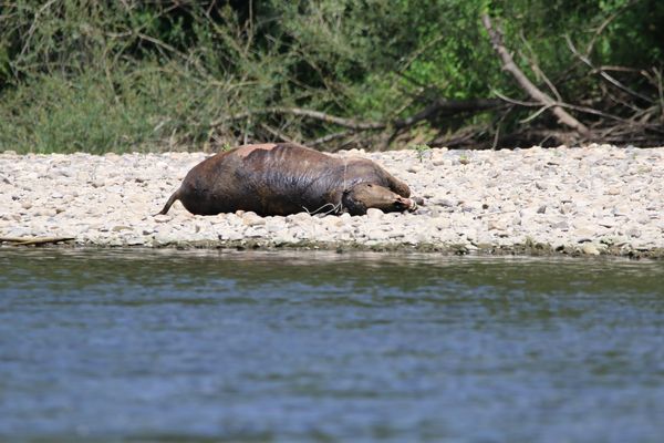 C’est une macabre découverte qui a été faite sur les berges de l’Allier, sur la commune de Mariol. Alerté via Facebook, Gérard Marsoni, le maire de Mariol, s’est rendu sur place. « Les pattes de l’âne étaient attachées avec du fil électrique. Il y avait un câble en acier en forme de boucle autour de l’animal comme si on l’avait tracté » explique-t-il encore sous le choc.