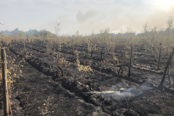 Un hectare de vignes appartenant à Jacques et Agnès Carroget était parti en fumée le 17 juillet 2022. Depuis, les viticulteurs n'ont toujours pas été indemnisés pour compenser leurs pertes de production.