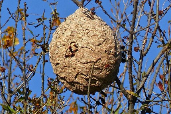 Un nid de frelons asiatiques