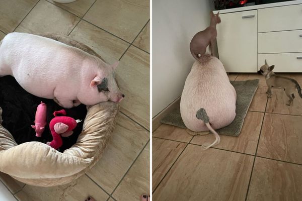 Le cochon Christal adopté par Alain aime la compagnie des chiens et dort comme eux dans son panier avec ses doudous.