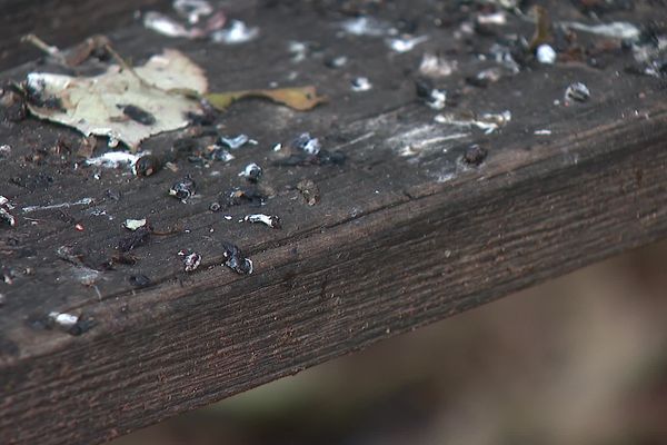 Les fientes des étourneaux sur un banc à Villefranche.