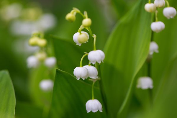 Illustration. La vente de muguet est possible, le 1er mai, pour les non professionnels et les associations.