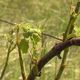 Les vignes ont été mâchées par l'orage de grêle qui a touché la Dordogne ce dimanche 5 mai.