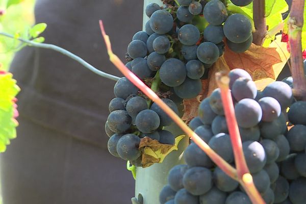 Les vendanges ont débuté ce samedi 18 septembre à Volnay (Côte-d'Or).