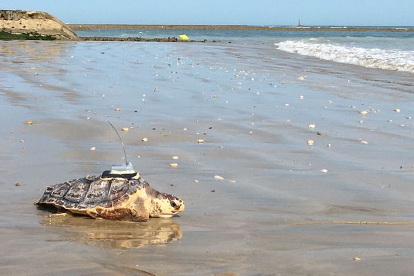 Balise GPS sur le dos, l'une des huit tortues marines remises à l'eau ce mardi matin sur l'île de Ré (Charente-Maritime).