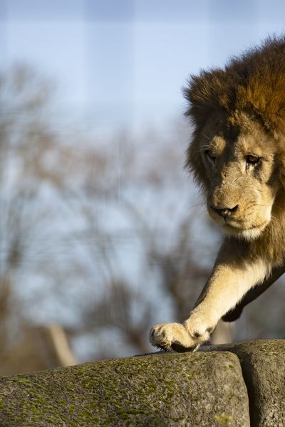 Le parc zoologique de Paris, plus qu'un lieu de loisirs, le site joue un rôle essentiel dans la préservation des espèces.