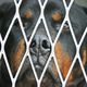 Un père de famille grièvement blessé en s'interposant entre son Rottweiler et ses enfants.