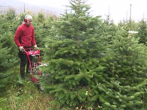 Chaque année, il se vend environ 6 millions de sapins en France.