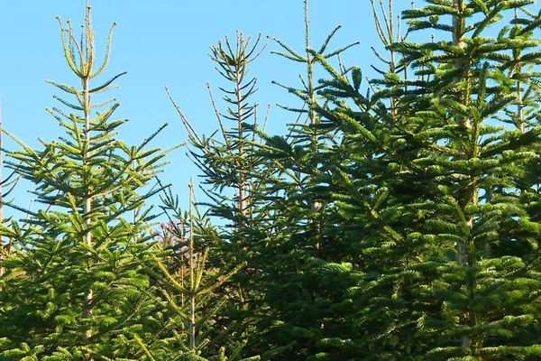 La Dordogne produit des sapins de Noël pour tout le Sud-ouest