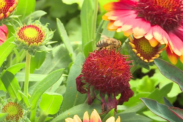 Des milliers d'espèces de plantes y sont exposées