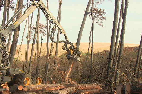 L'ONF abat des arbres touchés par les incendies pour sécuriser la RD 218.