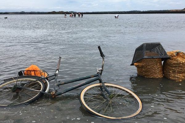 Pêche à pied au large de Mesquer (Loire-Atlantique) août 2018 