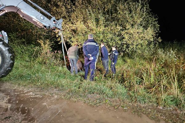 L'animal a été retrouvé mutilé, avec un œil arraché