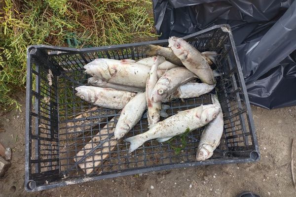 En un mois, des centaines de poissons ont été trouvés morts flottant dans le canal du Rhône à Sète.