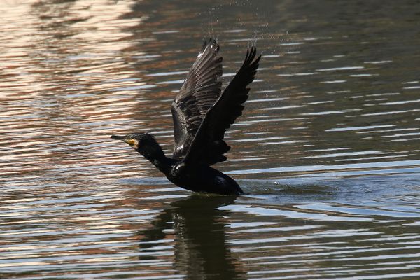 Le Cormoran est une espèce protégée, mais sa population est régulée par chaque année par autorisation préfectorale.