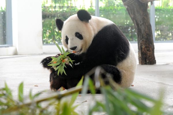 Un panda Taihu dans le Lake National Wetland Park à Suzhou (Chine).