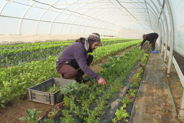 Cette association est spécialisée depuis deux ans dans la production de légumes bio. Elle a la particularité de faire travailler des adultes en insertion.