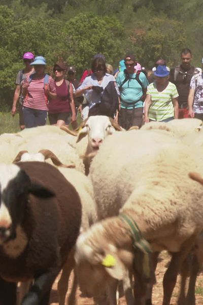 Plus de 500 personnes ont suivi les brebis de Michel Ibanez pendant leur transhumance d'été, samedi 13 avril 2024.