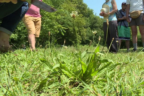 Le plantain est une plante sauvage comestible. 