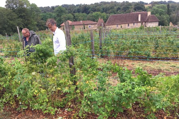 Guillaume de Villelume dans ses jardins : 4000 pieds de framboises de 100 variétés différentes.