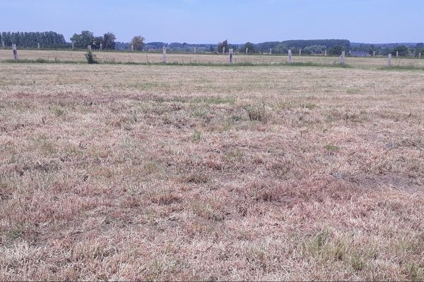 Prairie dans l'Avesnois le 10 juin 2020