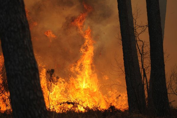 Feu de forêt de pins (image d'illustration)