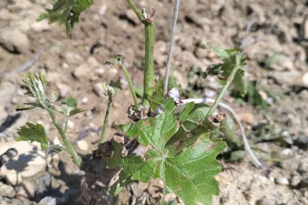 Les vignes du Minervois et du Haut-Minervois (Aude) ont été très touchées par la grêle du 23 avril 2022. Les plants ont parfois été déchiquetés par les grêlons.