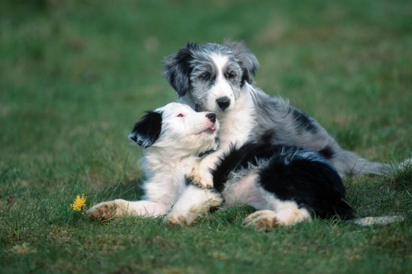 Comment faire pour qu'un chien en accepte un autre ?