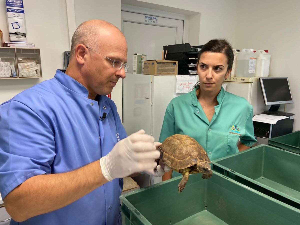 Fiche technique - Faune Sauvage : La Tortue d'Hermann - Jeunes Agriculteurs  du Var