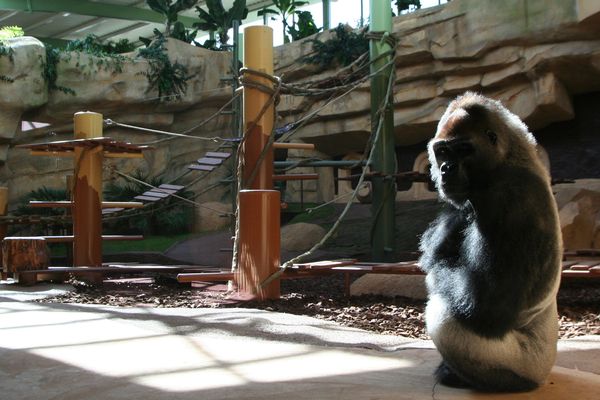 L'espace "grands singes" du Zoo de La Palmyre, en Charente-Maritime