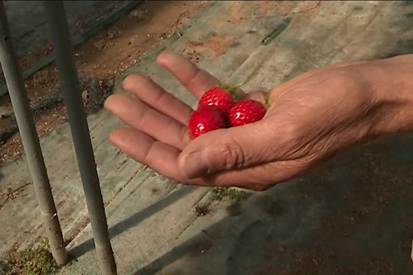 En Dordogne, les agriculteurs redoutent la disparition du dispositif d'allègement de charges pour les travailleurs saisonniers