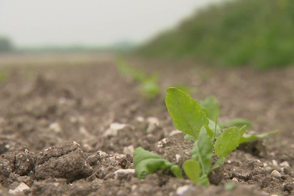 Les cultures des betteraves bio nécessitent une préparation importante de la terre en amont.