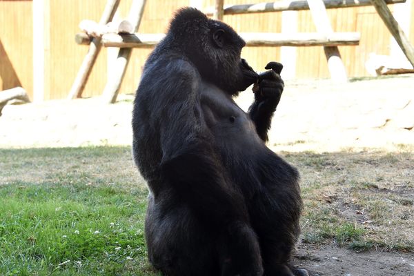 Le zoo de Saint-Martin-la-Plaine (Loire) compte un millier de pensionnaires parmi lesquels des chimpanzés et une douzaine de gorilles. 