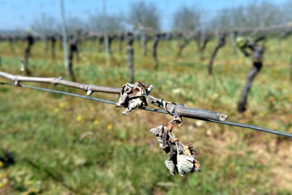 Vigne touchée par le gel dans le Lot, voisin de la Corrèze. 