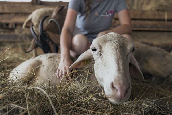 La fièvre catarrhale ovine, appelée "maladie de la langue bleue" est une maladie virale qui touche de plus en plus d'élevages.