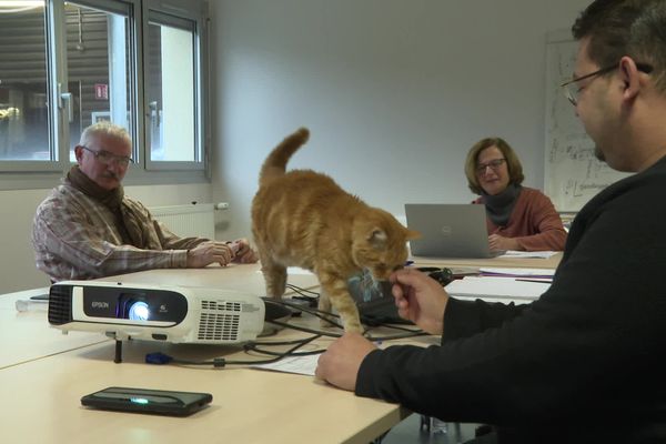 Travail : ces entreprises qui adoptent un chat