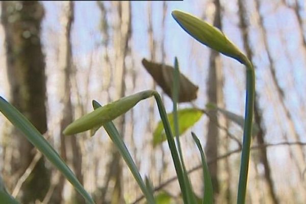 Quelques jonquilles dans les bois du Jura