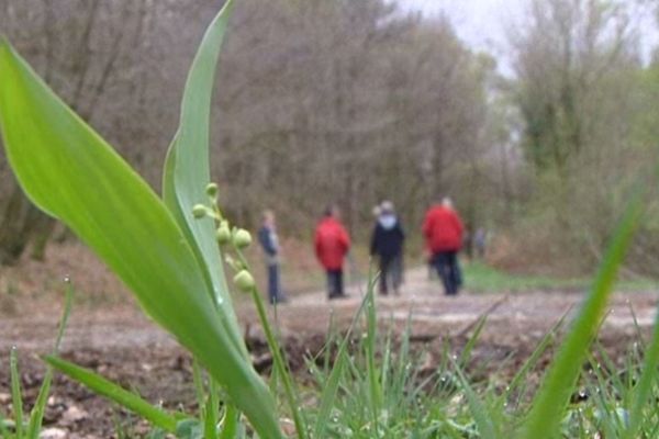 Cette année, le brin de muguet connaît une floraison tardive... même en pleine forêt.