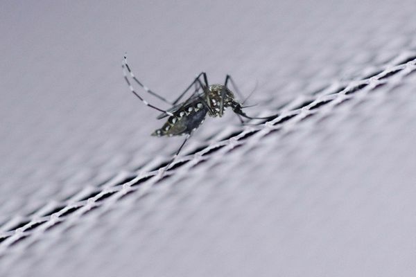 Le moustique en force en Pays de la Loire pour un mois de septembre